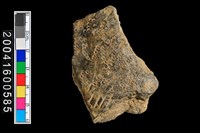 藏品(有紋腹片)的圖片