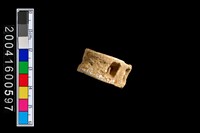 藏品(魚脊椎骨)的圖片