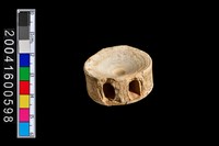 藏品(魚脊椎骨)的圖片