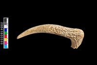 藏品(獸骨)的圖片