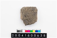 藏品(腹片)的圖片