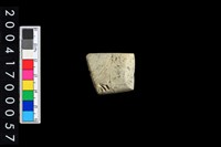 藏品(石錛)的圖片