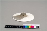 藏品(陶蓋)的圖片