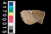 藏品(口緣-帶紋)的圖片