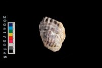 藏品(牡蠣)的圖片