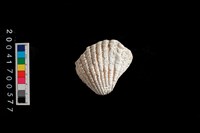 藏品(血蚶)的圖片