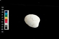 藏品(文蛤)的圖片