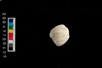 藏品(文蛤)的圖片