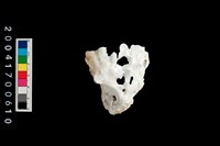 藏品(牡蠣)的圖片