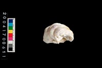 藏品(牡蠣)的圖片