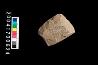 藏品(石錛)的圖片