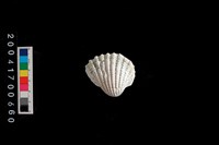 藏品(血蚶)的圖片