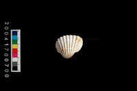 藏品(血蚶)的圖片