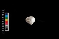 藏品(血蚶)的圖片