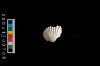 藏品(血蚶)的圖片