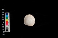 藏品(文蛤)的圖片