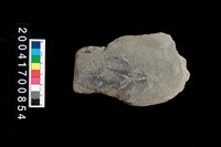 藏品(石斧)的圖片