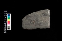 藏品(石錘)的圖片