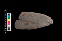 藏品(石錘兼砥石)的圖片