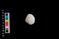 藏品(文蛤)的圖片