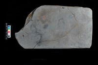 藏品(石犁)的圖片