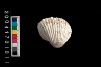 藏品(不等殼毛蚶)的圖片