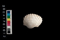 藏品(血蚶)的圖片