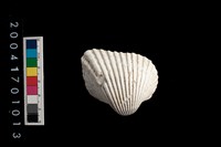 藏品(不等殼毛蚶)的圖片