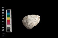 藏品(不等殼毛蚶)的圖片