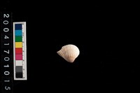 藏品(歪簾蛤)的圖片