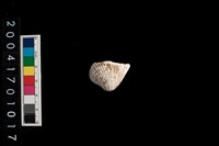 藏品(歪簾蛤)的圖片