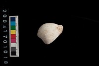 藏品(歪簾蛤)的圖片