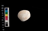 藏品(環板簾蛤)的圖片