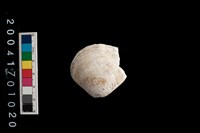 藏品(環板簾蛤)的圖片