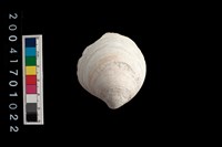 藏品(環文蛤)的圖片