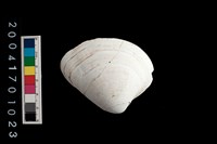 藏品(文蛤)的圖片