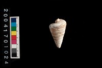 藏品(望遠鏡海蜷)的圖片