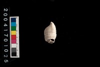 藏品(泥海蜷)的圖片