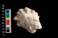 藏品(牡蠣)的圖片