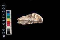 藏品(牡蠣)的圖片