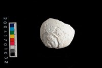 藏品(文蛤)的圖片