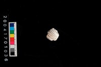 藏品(望遠鏡海蜷)的圖片