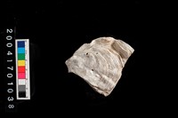 藏品(牡蠣)的圖片