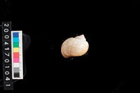 藏品(福壽螺)的圖片