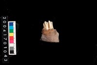 藏品(鹿下顎骨)的圖片