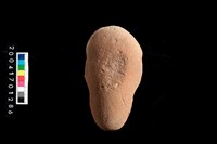 藏品(石錘兼砥石)的圖片