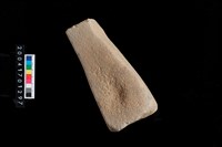 藏品(石錘兼砥石)的圖片