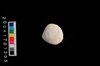 藏品(文蛤)的圖片