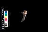 藏品(獸骨-肋骨)的圖片