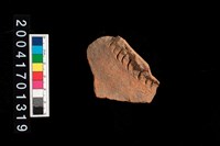 藏品(腹片-帶紋)的圖片